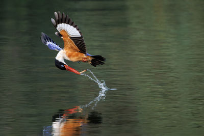 bird