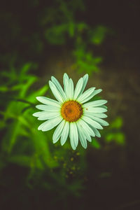 Close-up of yellow flower blooming outdoors