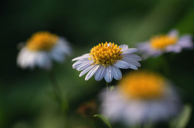 Close-up of white flowering plant on field