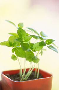 Close-up of seedlings in the plastic pot 