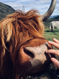 Close-up of a horse