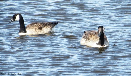 Ducks in a lake