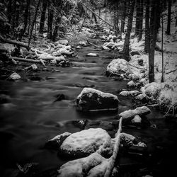 Scenic view of forest