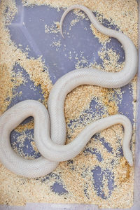 High angle view of snake on table