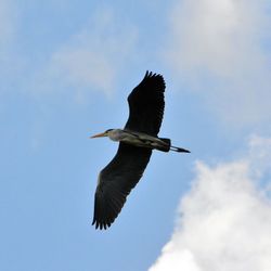 Bird flying against sky