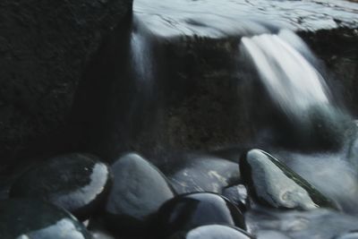 Turtle in water