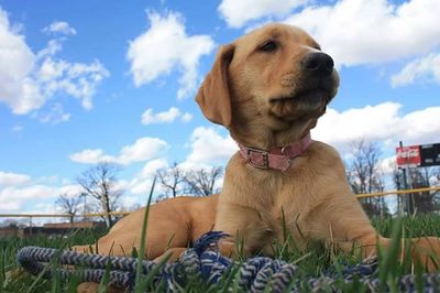 Dog looking at camera