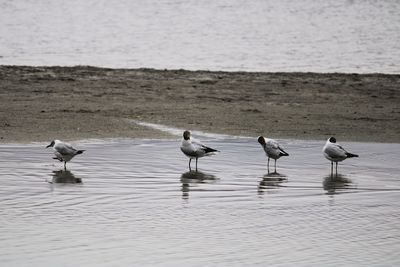 Flock of seagulls on beach