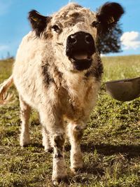 Portrait of a horse on field