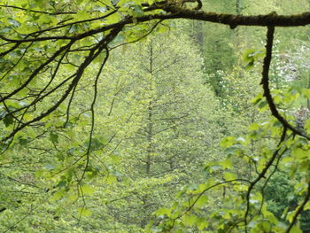 Low angle view of trees in forest