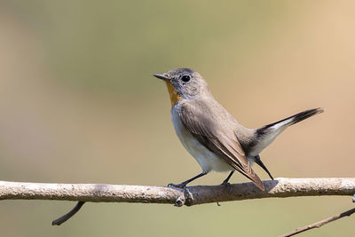 Image of taiga flycatcher or red-throated flycatcher bird on a tree branch . birds. animal.