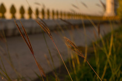 Close-up of stalks in field against sunset sky
