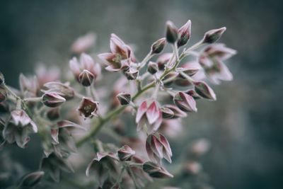 Close-up of pink flowering plant