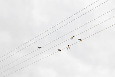 Low angle view of swallows perching on cables against sky