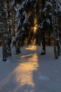 Trees on snow covered landscape