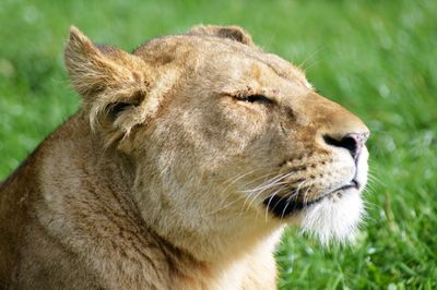 Close-up of lion