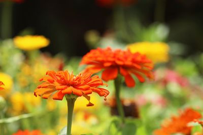 Close-up of orange marigold flower