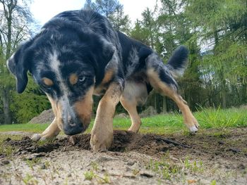 Close-up portrait of dog on field