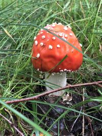 Close-up of fly agaric mushroom on field