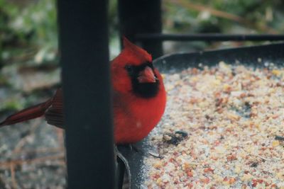 Close-up portrait of bird perching on red outdoors