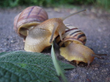 Close-up of snail