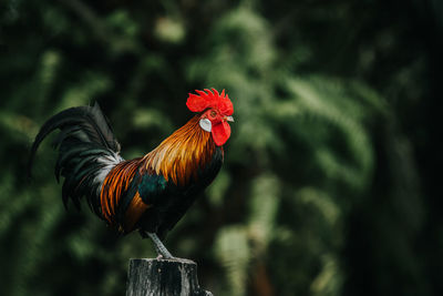 Close-up of rooster