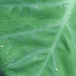 Full frame shot of raindrops on green leaves