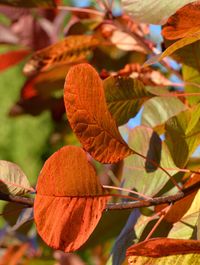 Close-up of autumnal leaves