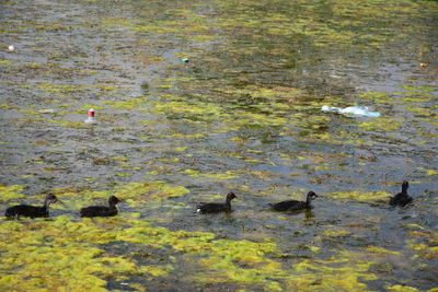 High angle view of ducks swimming in lake