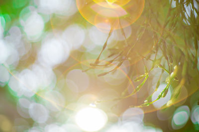 Close-up of plants against blurred background