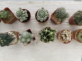 High angle view of potted plants on table