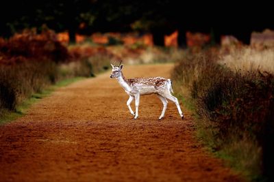 Side view of fallow deer on dirt road