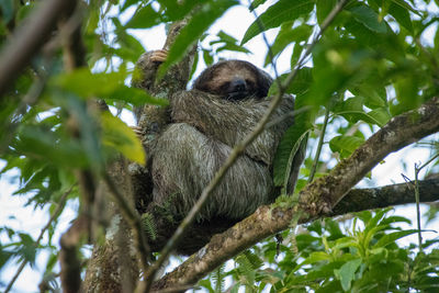 Sloth on tree