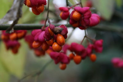 Close-up of fruits hanging on tree