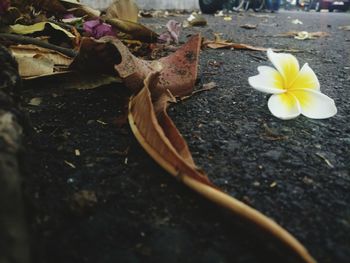 Close-up of flowering plant