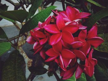 Close-up of red flowering plant