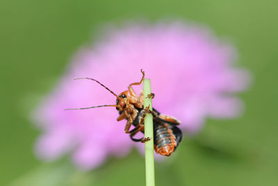 Close-up of insect on purple flower