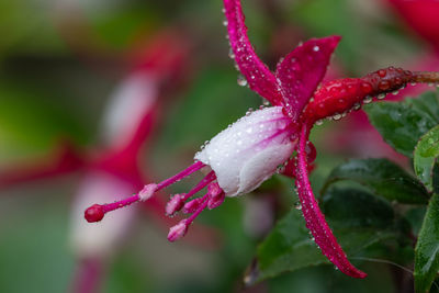 Close-up of plant