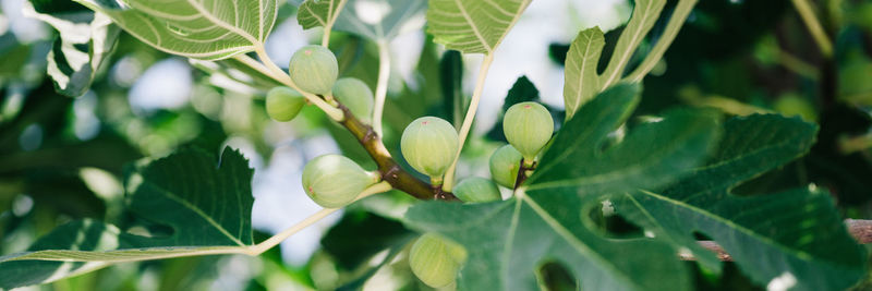 Green unripe figs fruits on the branch of a fig tree or sycamine with plant leaves cultivated