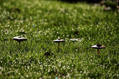 View of birds on land