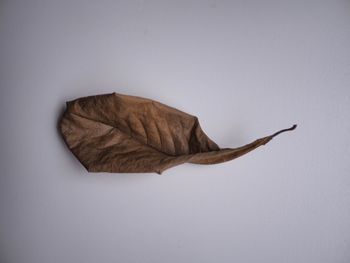 High angle view of dried leaf against white background