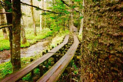 Trees in forest