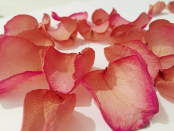 Close-up of pink flowers