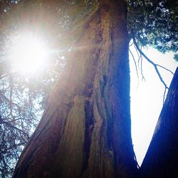 Low angle view of trees against sky