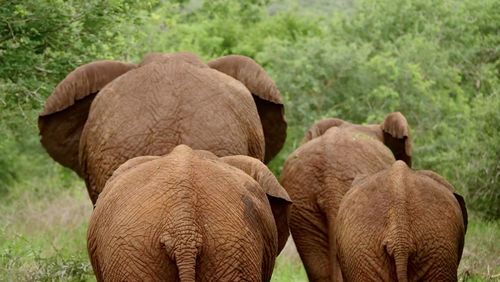 indian elephant