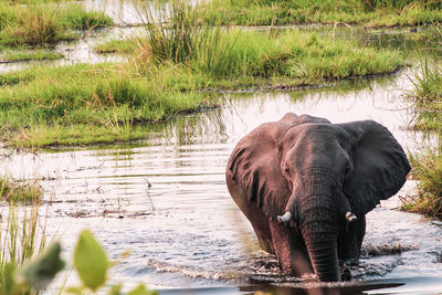 Elephant in a lake