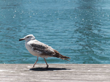 Close-up of seagull on sea shore