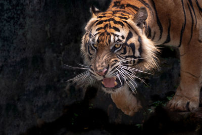 Portrait of a sumatran tiger