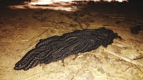 High angle view of lizard on sand