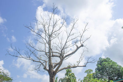 Low angle view of tree against sky